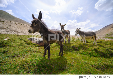 Wildlife donkeys in Himalaya 57361875