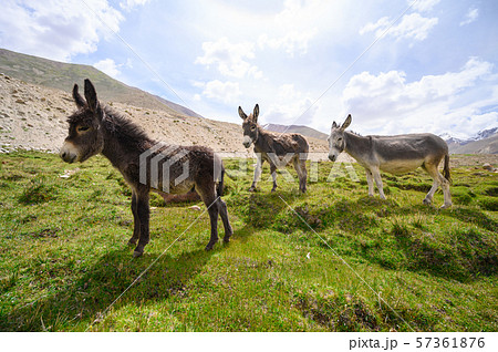 Wildlife donkeys in Himalaya 57361876
