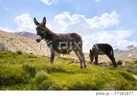 Wildlife donkeys in Himalaya 57361877