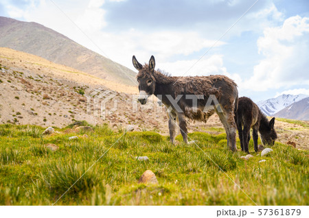 Wildlife donkeys in Himalaya 57361879