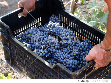 Man takes a plastic crate with grapes Man takes a plastic crate with grapes 57362096