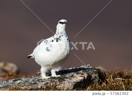 Close up of a male Rock Ptarmigan 57362302