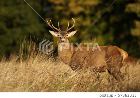 Close up of a Red deer stag in autumn Close up of a Red deer stag in autumn 57362313