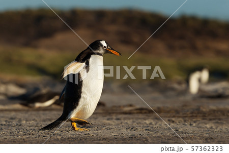 Gentoo penguin walking on a sandy beach 57362323