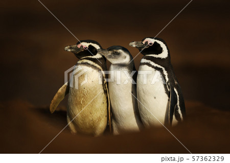 Magellanic penguins standing near a burrow Magellanic penguins standing near a burrow 57362329
