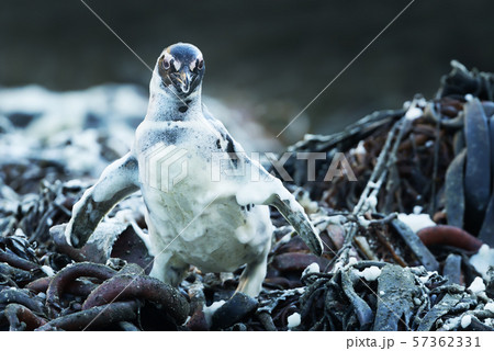 Magellanic penguin covered in foamy ocean water 57362331