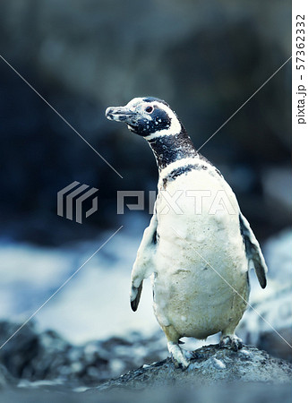 Magellanic penguin covered in foamy ocean water Magellanic penguin covered in foamy ocean water 57362332