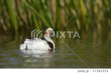Silvery Grebe swimming in a freshwater lake 57362333