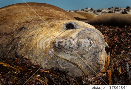 Elephant Seal lying on sea weeds Elephant Seal lying on sea weeds 57362344