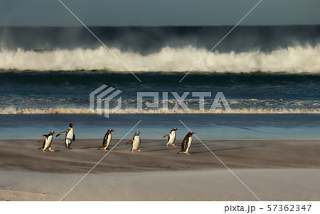 A group of Gentoo penguins on a sandy beach A group of Gentoo penguins on a sandy beach 57362347