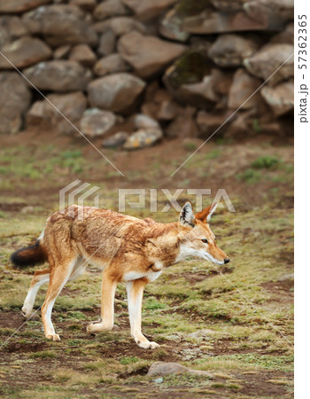 Close up of a rare and endangered Ethiopian wolf 57362365
