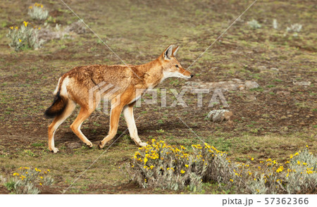 Close up of a rare and endangered Ethiopian wolf 57362366