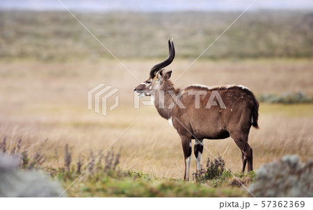 Close up of a Mountain Nyala in grassland 57362369