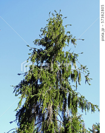 Zagreb Botanical garden by summer 57362805