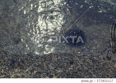 One sea urchin in the water of Aegean Sea One sea urchin in the water of Aegean Sea 57363117