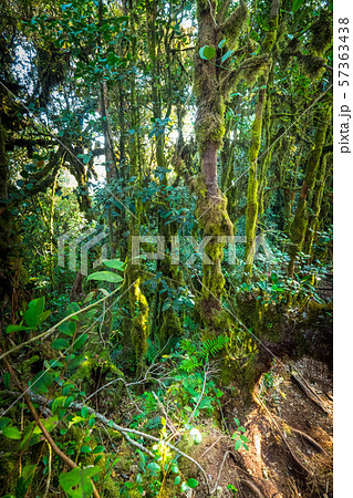 Lush vegetation of tropical rainforest 57363438