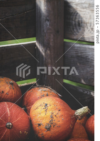 Orange pumpkins in a wooden crate. Harvest day Orange pumpkins in a wooden crate. Harvest day 57363556