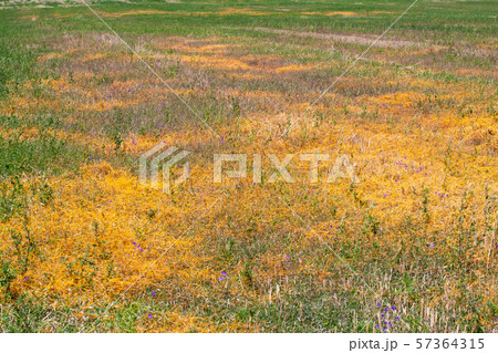 Dodder Genus Cuscuta is The parasite wraps 57364315