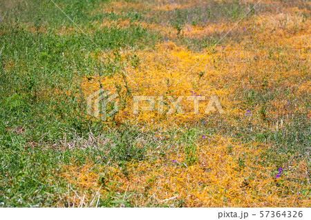 Dodder Genus Cuscuta is The parasite wraps 57364326