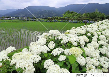 神奈川県足柄上郡開成町の田園に咲くあじさいの里の写真素材 57369330 Pixta