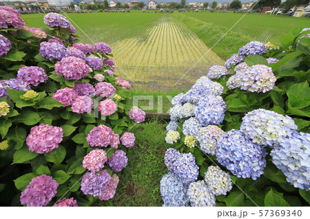 神奈川県足柄上郡開成町の田園に咲くあじさいの里 神奈川県足柄上郡開成町の田園に咲くあじさいの里 57369340