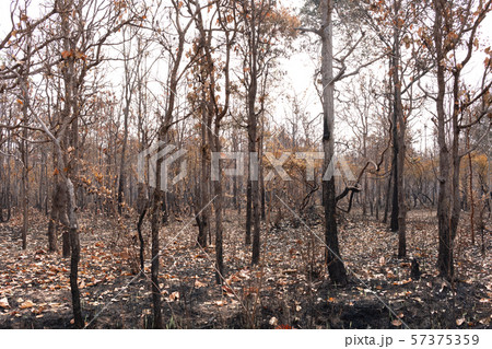 An area of forest that has been burnt by a forest An area of forest that has been burnt by a forest 57375359