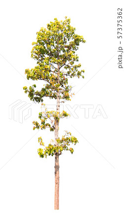 Isolated tree on white background 57375362
