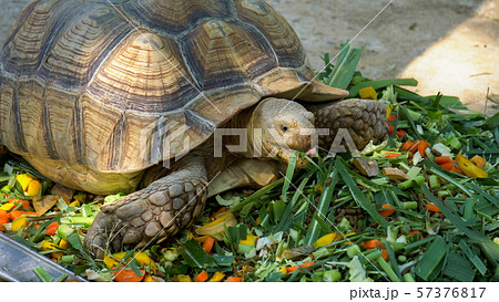 Turtles are eating food Turtles are eating food 57376817