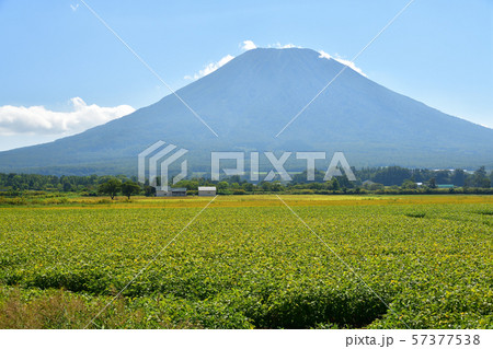 北海道京極町で色づいてきた大豆畑と羊蹄山（蝦夷富士）の風景を撮影 57377538