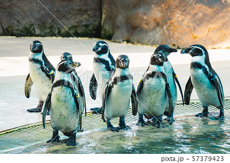 Humboldt Penguin in zoo thailand 57379423