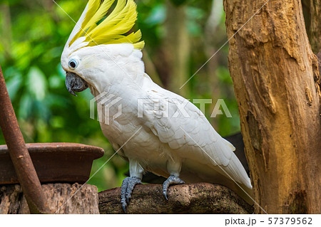 Portrait of Yellow-crested Cockatoo, Thailand Portrait of Yellow-crested Cockatoo, Thailand 57379562