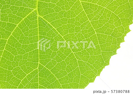 桐の葉のクローズアップ 57380788