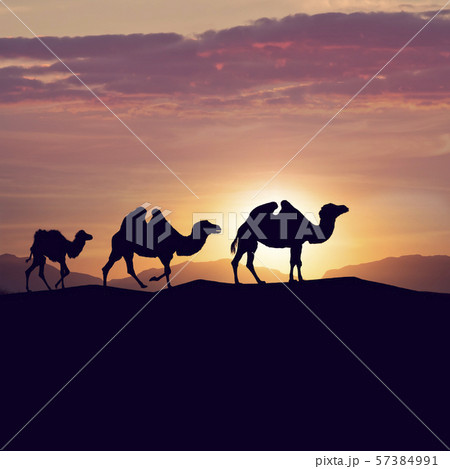 Bactrian camels in desert at sunset Bactrian camels in desert at sunset 57384991