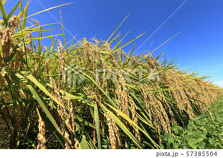 安曇野市青空と稲作 安曇野市青空と稲作 57385504