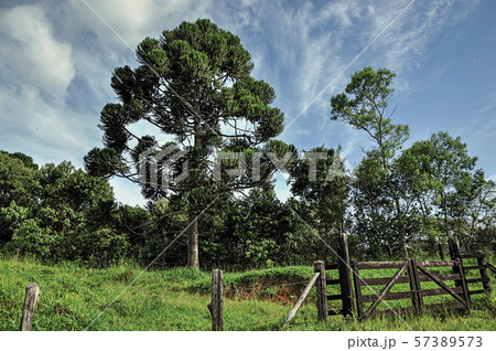 View of farm gateway aside a rural road View of farm gateway aside a rural road 57389573