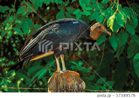 View of vulture over a trunk fence 57389576