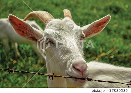 Close-up of goat next a fence in a farmhouse 57389586