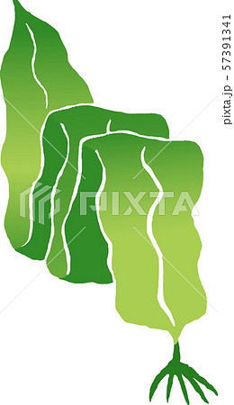 昆布のイラスト素材