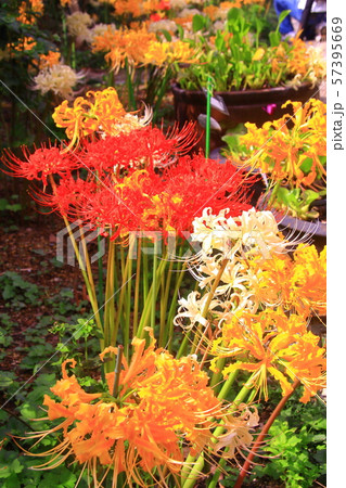 円照寺(兵庫県加古川市)花の寺に咲く彼岸花 円照寺(兵庫県加古川市)花の寺に咲く彼岸花 57395669