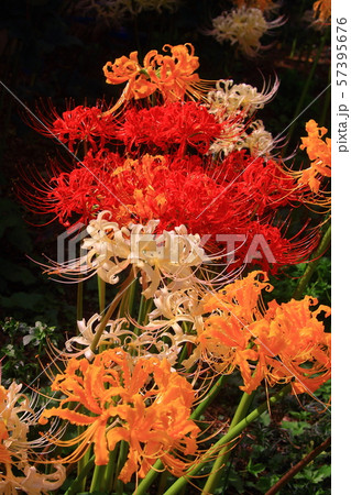 円照寺（兵庫県加古川市）花の寺に咲く彼岸花 57395676