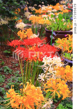 円照寺(兵庫県加古川市)花の寺の咲く彼岸花 円照寺(兵庫県加古川市)花の寺の咲く彼岸花 57395679