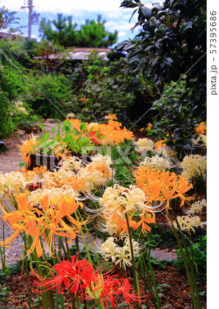 円照寺（兵庫県加古川市）花の寺に咲く彼岸花 57395686