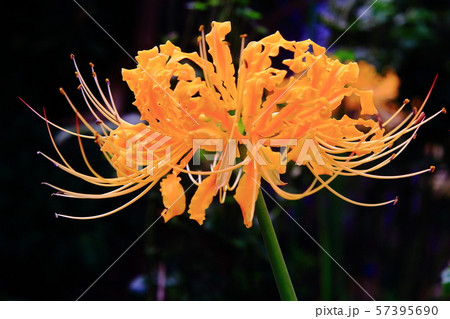 円照寺(兵庫県加古川市)花の寺に咲く彼岸花 円照寺(兵庫県加古川市)花の寺に咲く彼岸花 57395690