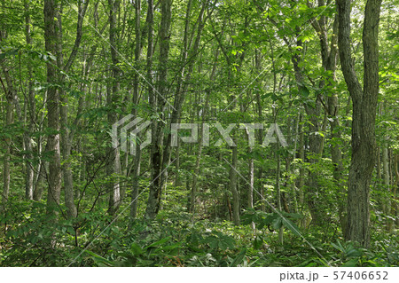 初秋の光差すコナラ林ー宮床湿原 福島県南会津町 初秋の光差すコナラ林ー宮床湿原 福島県南会津町 57406652