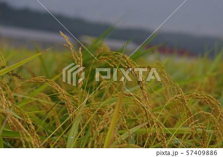 稲刈り 稲刈り 57409886