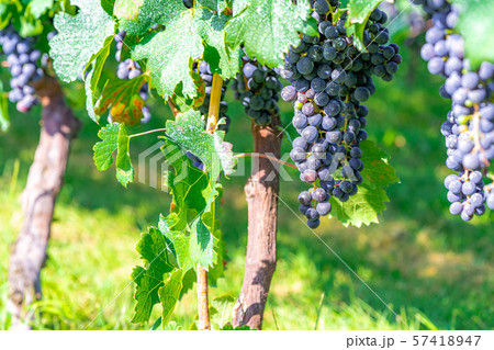ワイン用ブドウ　実り　【長野県】 57418947