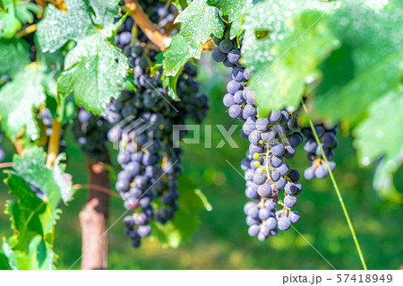 ワイン用ブドウ　実り　【長野県】 57418949