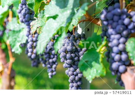 ワイン用ブドウ　実り　【長野県】 57419011