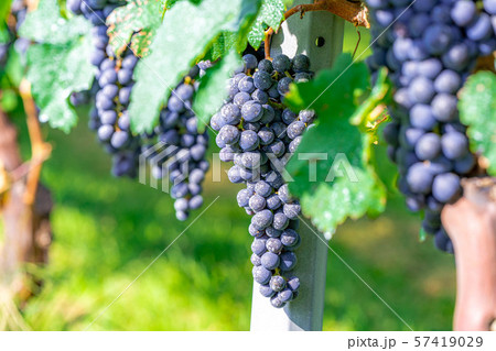 ワイン用ブドウ　実り　【長野県】 57419029