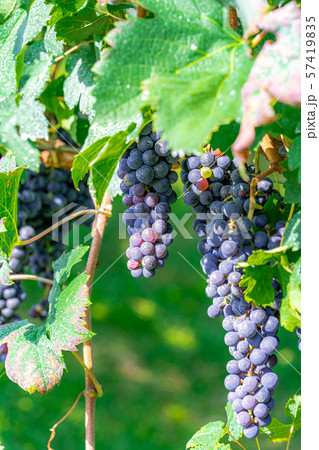 ワイン用ブドウ　実り　【長野県】 57419835